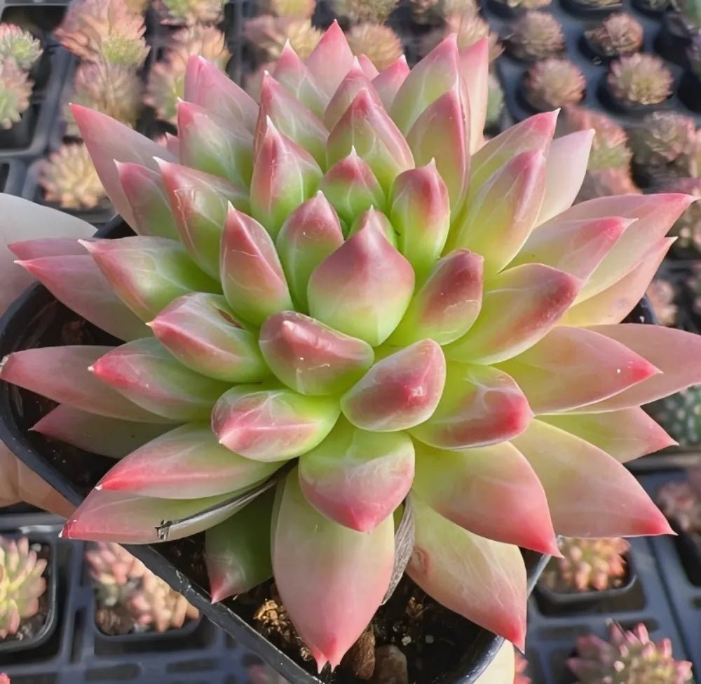 Echeveria rosette succulent with lime-green center and pink-edged leaves, in pot