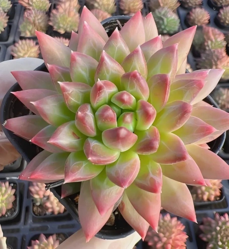 Echeveria rosette succulent, green leaves with pink tips, 3 in pot