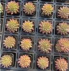 Echeveria rosette succulents in small nursery pots, green centers with pink tips