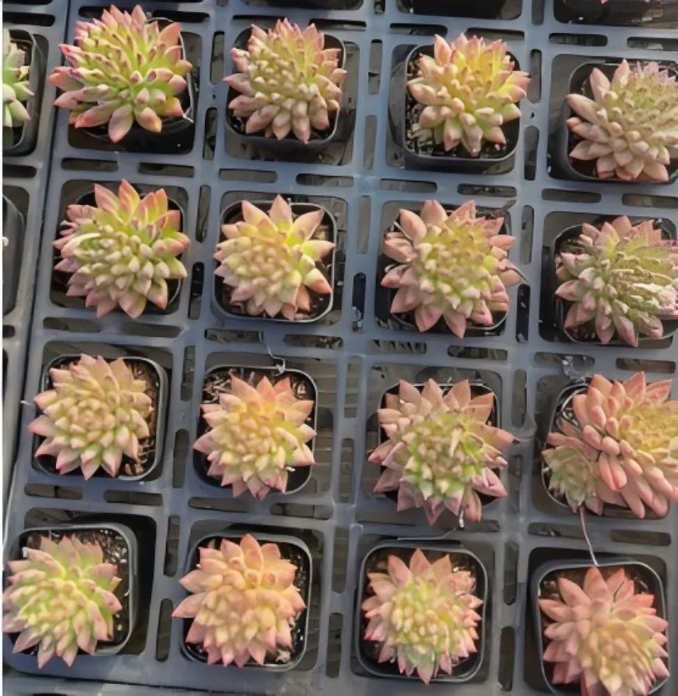 Echeveria rosette succulents in small nursery pots, green centers with pink tips