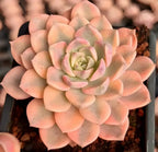 Echeveria rosette succulent with peach-pink layered leaves and pale green center