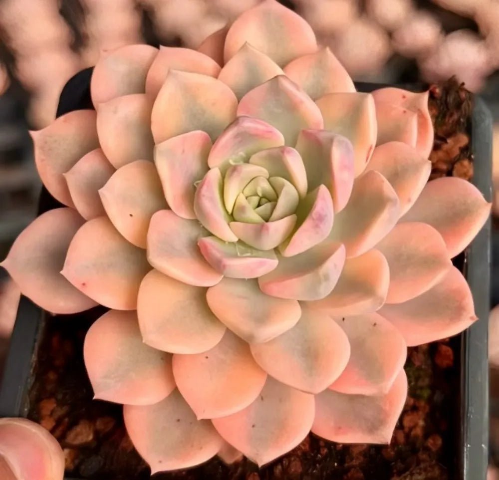 Echeveria rosette succulent with peach-pink layered leaves and pale green center