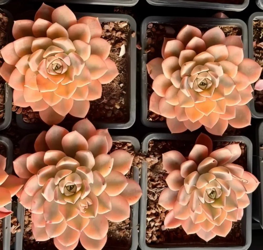 Echeveria rosette succulents in a tray, peach-pink leaves with pale green centers