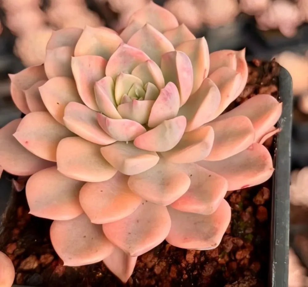 Echeveria rosette succulent with peach and pale pink petals surrounding a pale green core
