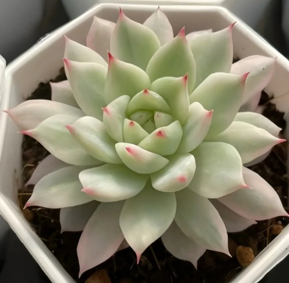 Succulent rosette with pale green leaves and pink-red tips, planted in a pot