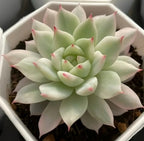 Succulent rosette with pale green leaves and pink-red tips, planted in a pot