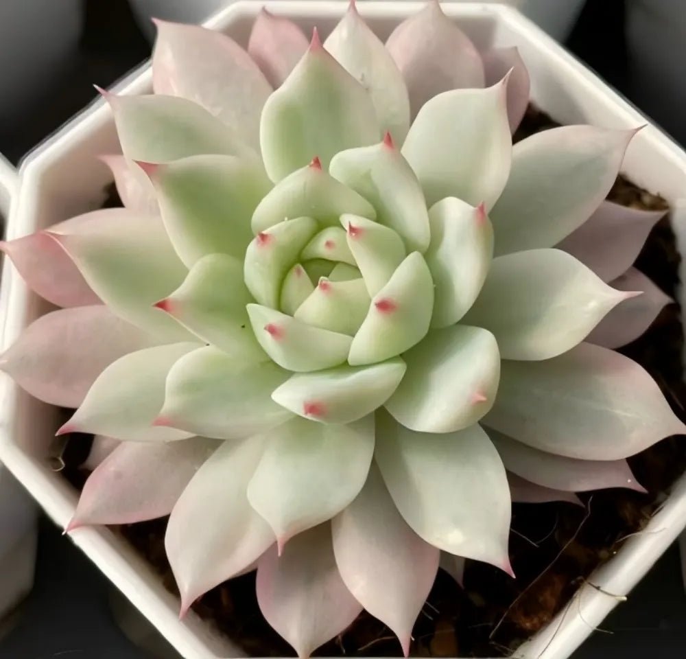 Succulent rosette with pale green layered leaves and pink-red speckles, in pot