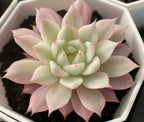 Succulent rosette with pale green center and pink-tinted outer leaves, in pot