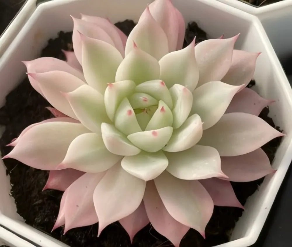 Succulent rosette with pale green center and pink-tinted outer leaves, in pot
