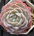 Echeveria rosette in cream and soft pink tones, tightly layered leaves