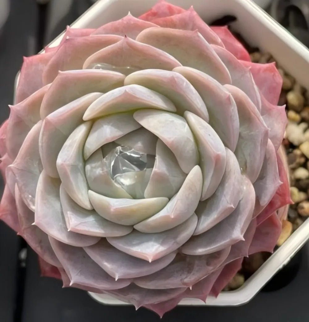 Echeveria rosette in cream and soft pink tones, tightly layered leaves