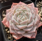 Echeveria rosette in creamy white and pale pink with layered succulent leaves
