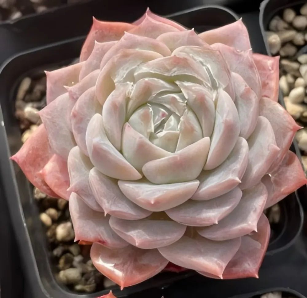 Echeveria rosette in creamy white and pale pink with layered succulent leaves
