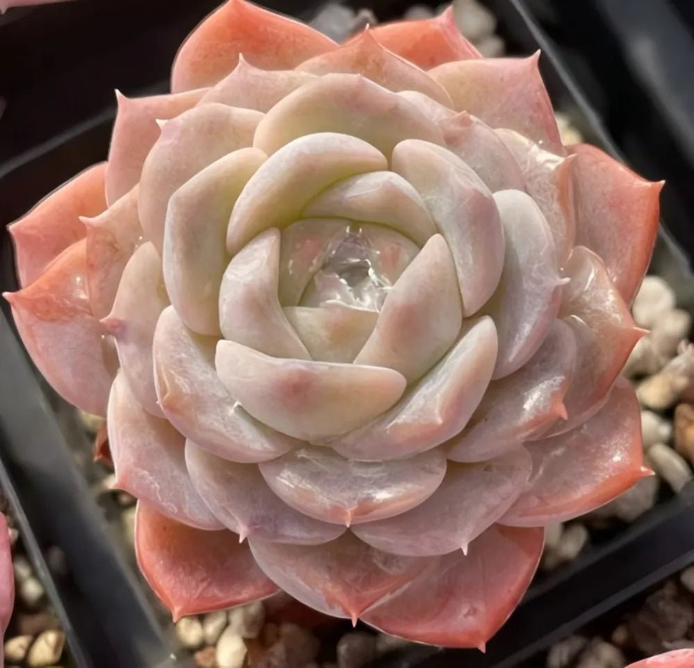 Echeveria rosette with cream inner leaves and peach-pink outer leaves