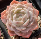 Echeveria rosette with cream inner leaves and peach-pink outer leaves
