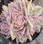 Variegated echeveria rosette succulent in cream and soft pink with thick pointed leaves