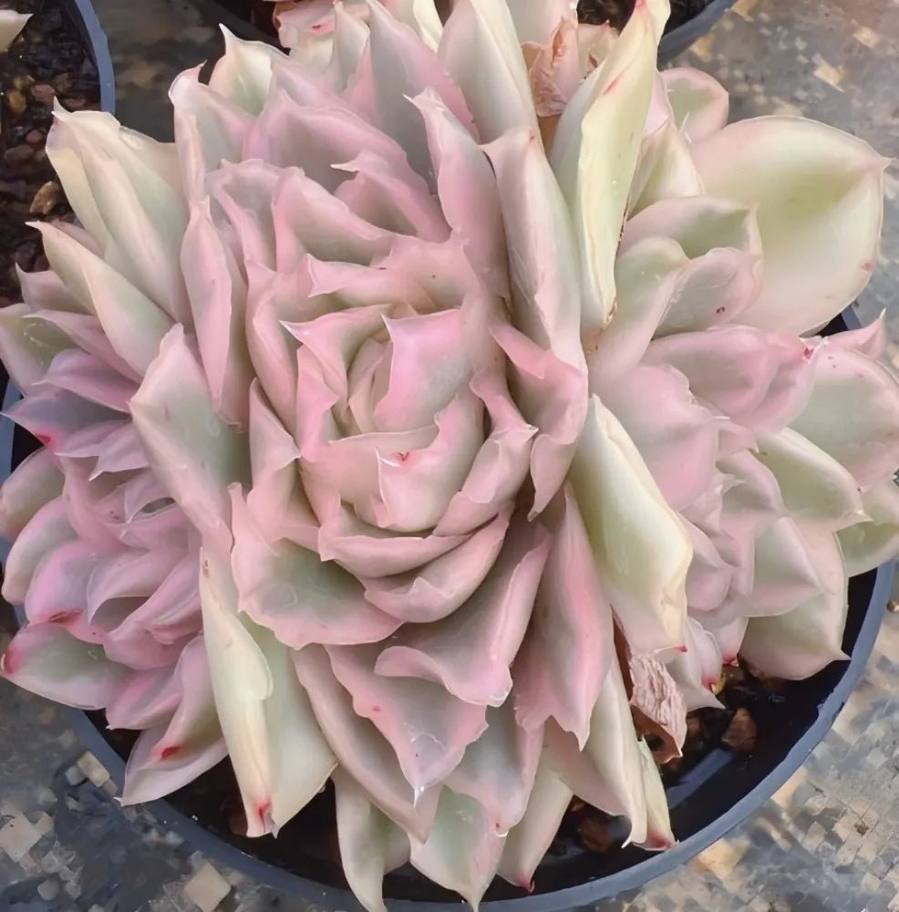 Variegated echeveria rosette succulent in cream and soft pink with thick pointed leaves