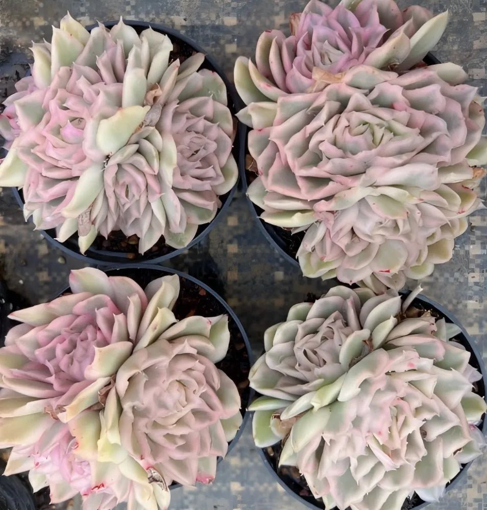 Variegated echeveria succulent cluster with pink and cream rosette plants