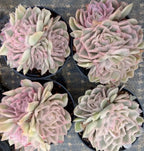 Variegated echeveria succulent cluster with pink and cream rosette plants