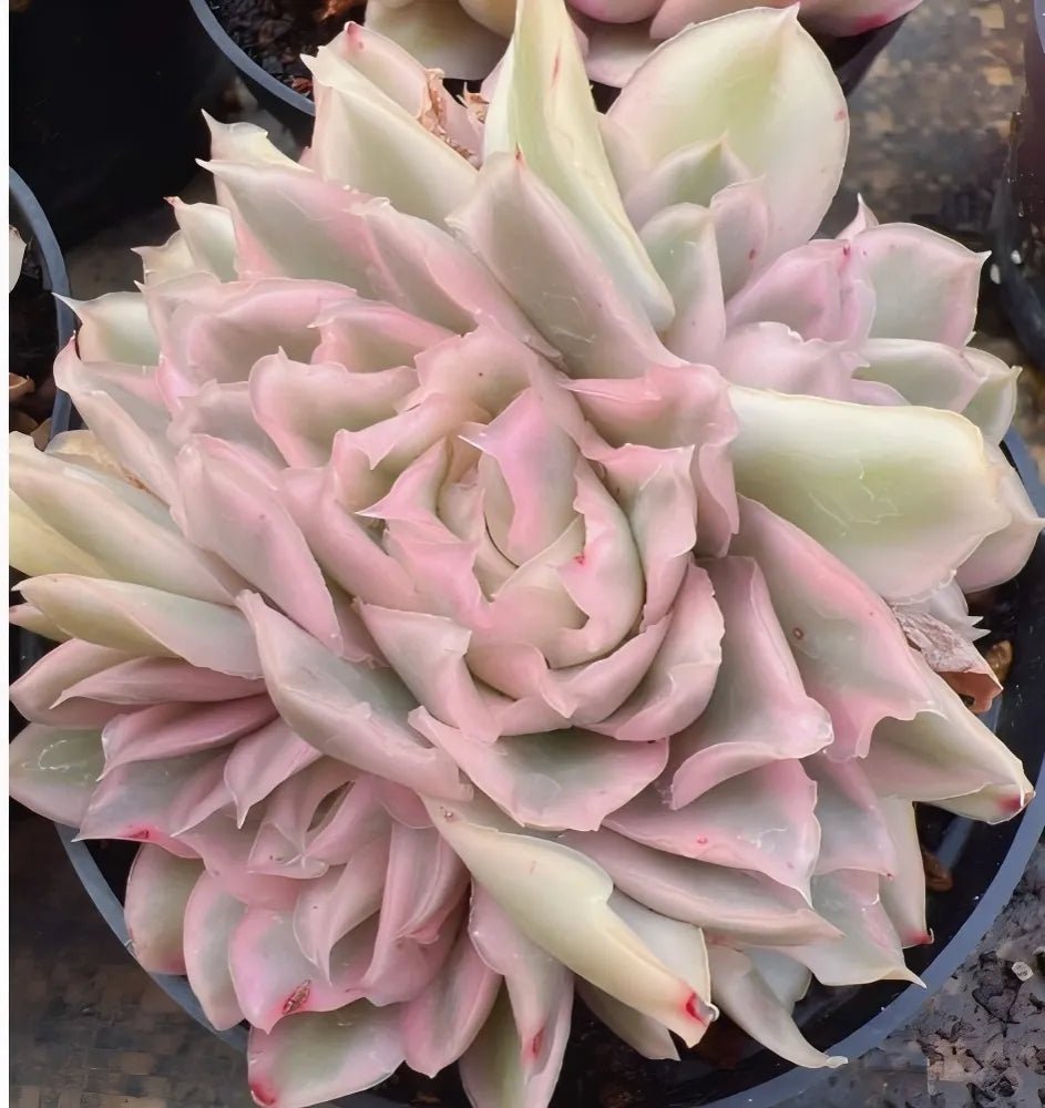 Variegated echeveria rosette with pale cream and light pink overlapping leaves
