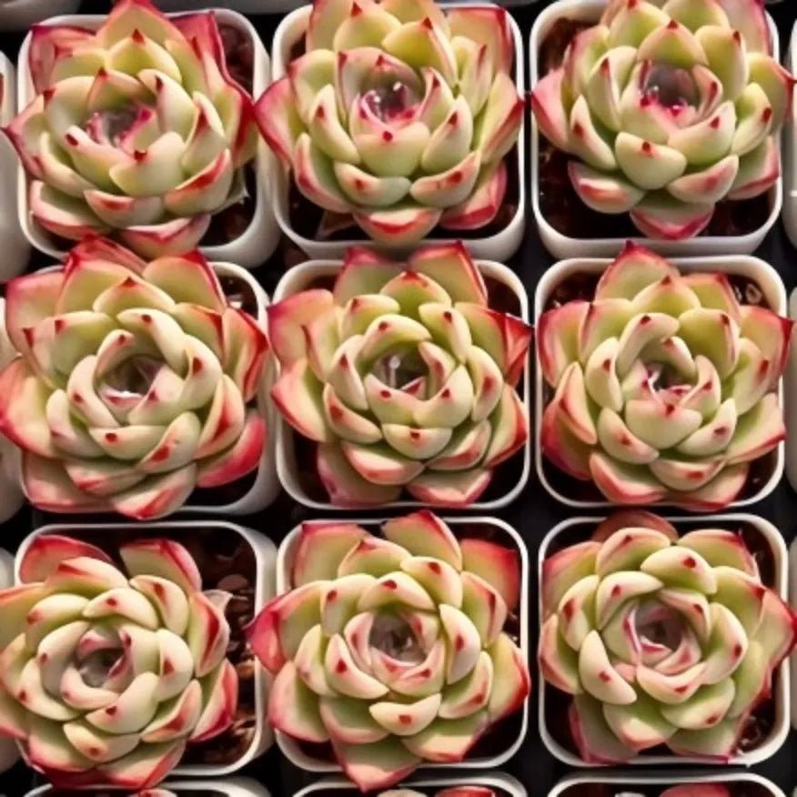 Set of small Echeveria rosette succulents in white pots, green with red tips
