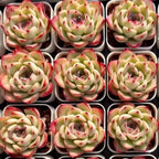 Set of small Echeveria rosette succulents in white pots, green with red tips