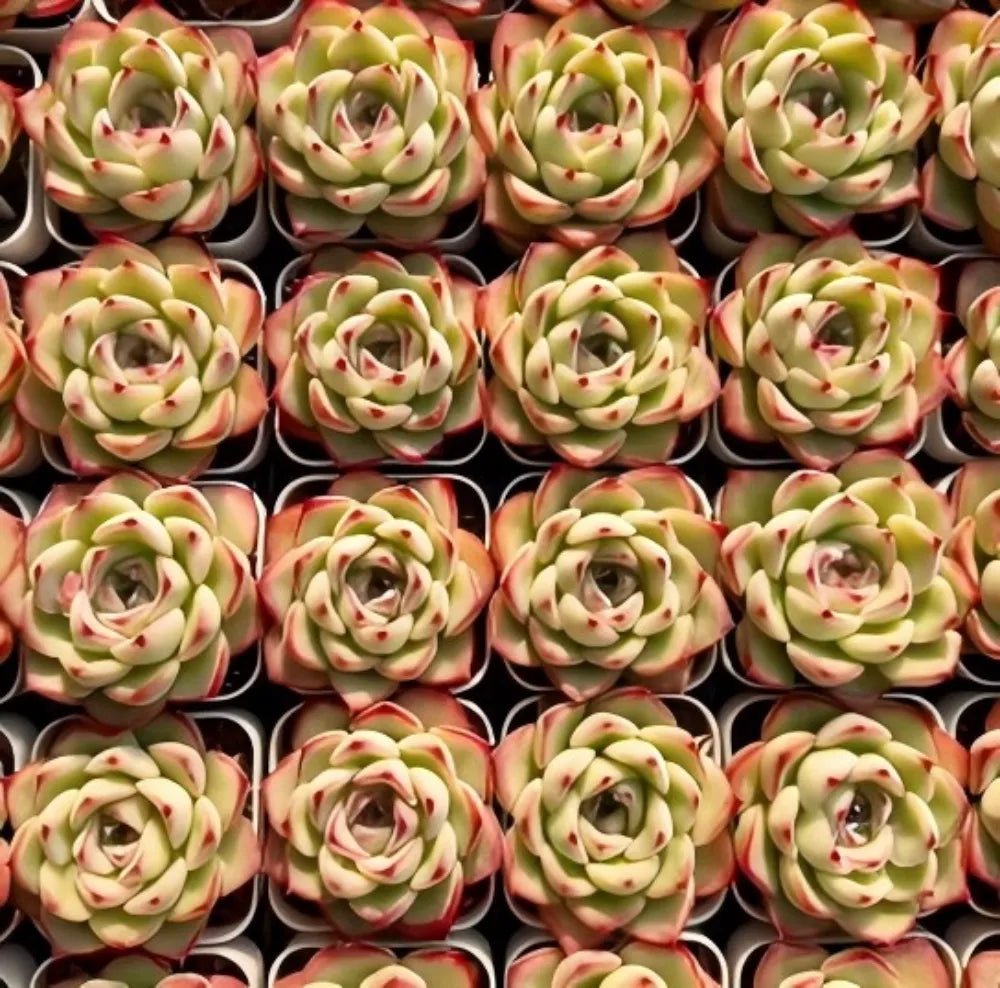 Group of Echeveria rosette succulents in small containers, pale green with red accents
