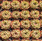 Group of Echeveria rosette succulents in small containers, pale green with red accents