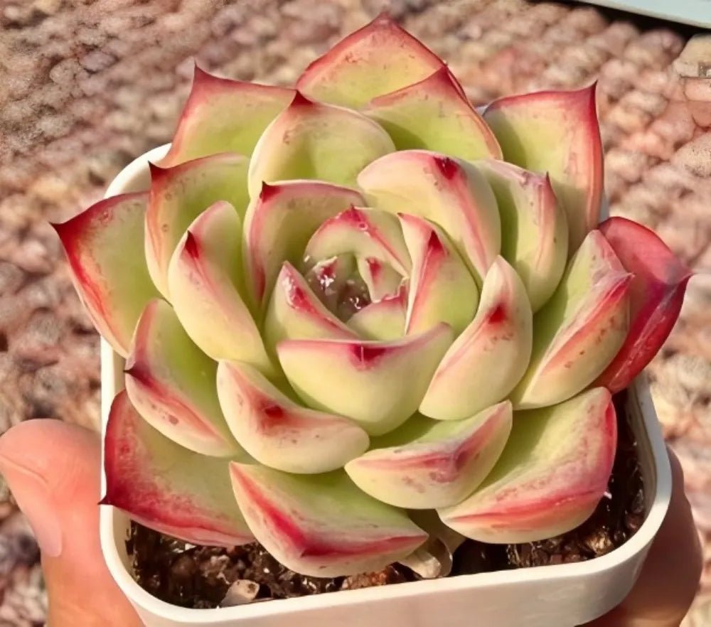 Echeveria rosette succulent in a white pot, lime green leaves with red pink edges