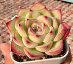 Echeveria rosette succulent in a white pot, lime green leaves with red pink edges