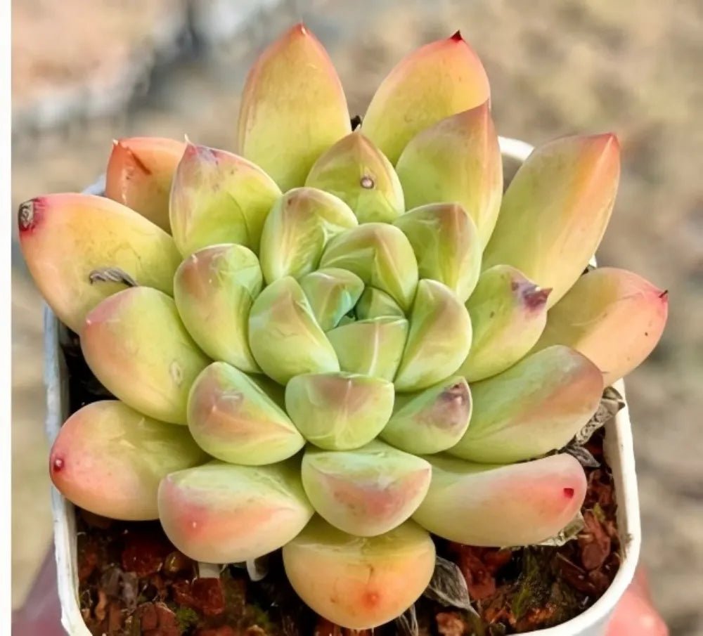 Single green echeveria rosette succulent with peach-edged pointed leaves