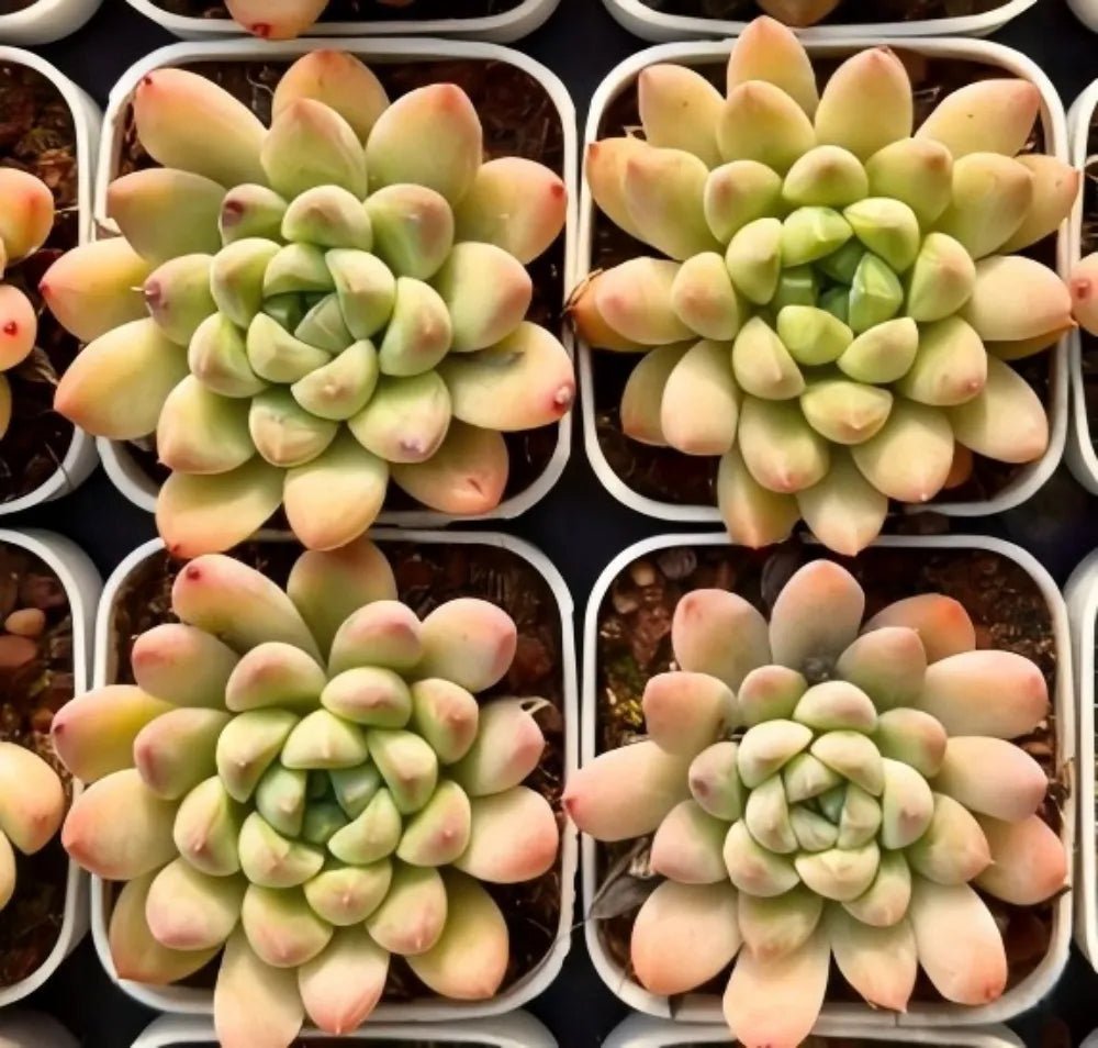 Assorted green and peach echeveria rosette succulents in small pots