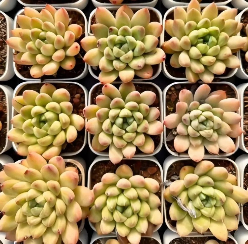 Multiple green echeveria rosettes with peach tips in white tray pots