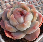 Echeveria succulent rosette with pink, peach, and green fleshy leaves