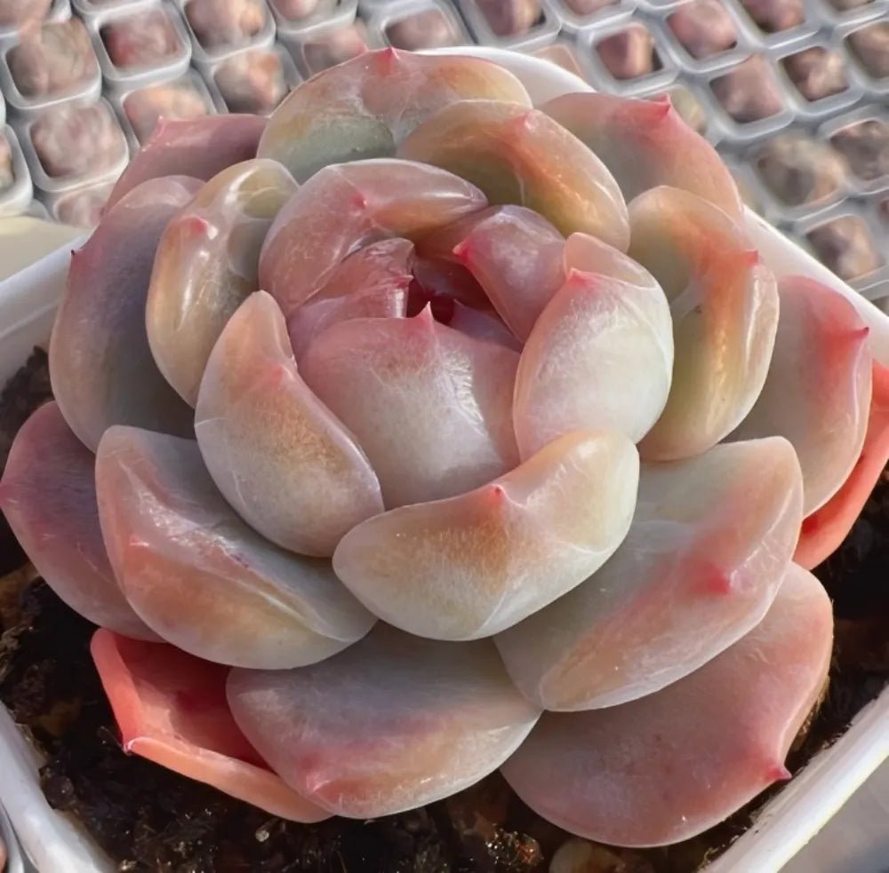 Echeveria succulent rosette with pink, peach, and green fleshy leaves