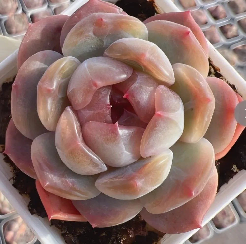 Echeveria succulent rosette in a pot, pink and peach layered leaves with green tips