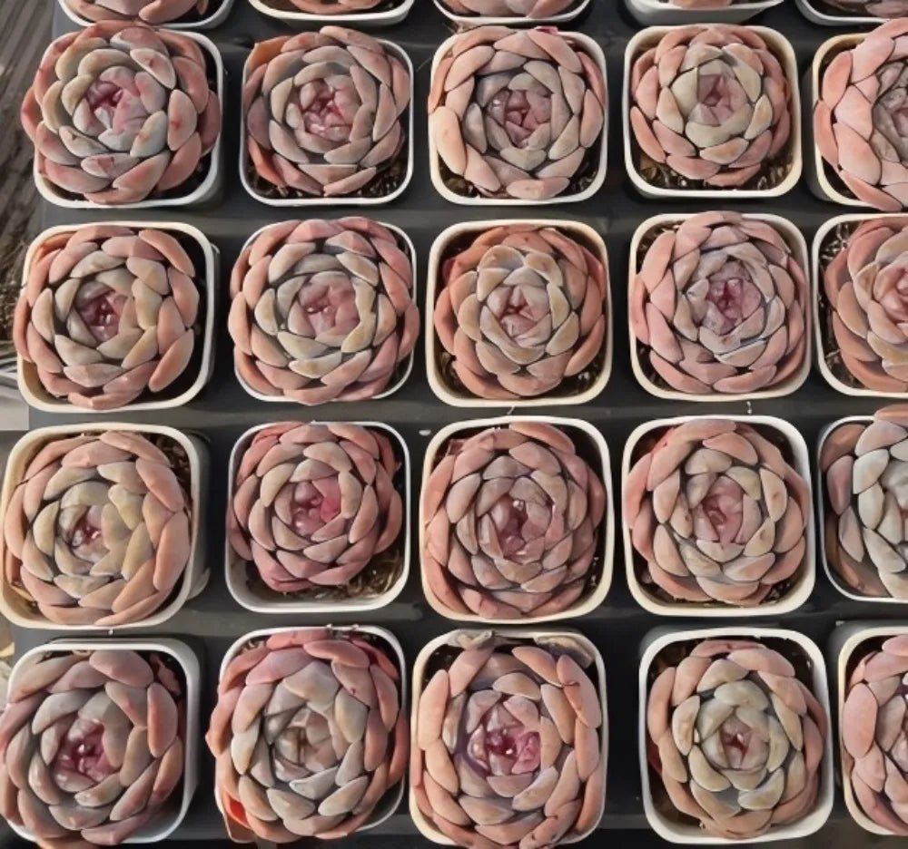 Echeveria succulent rosettes in small square pots, pink-peach layered leaves