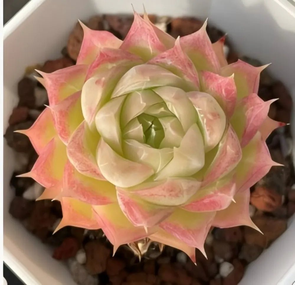 Cream and green succulent rosette with rosy outer leaf edges