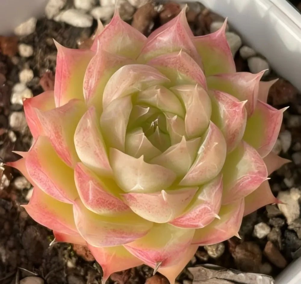 Pink and green succulent rosette with pointed leaf tips in gravel pot