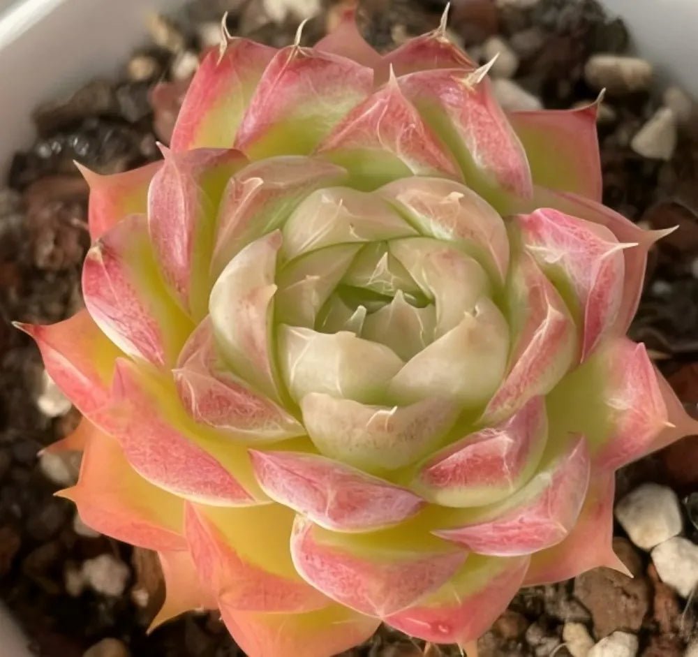 Pink-edged green succulent rosette with layered pointed leaves