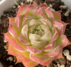 Pink-edged green succulent rosette with layered pointed leaves