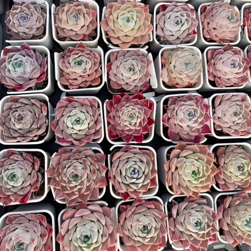 Assorted Echeveria Rock Candy rosette succulents in small square pots, mixed colors