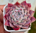 Echeveria Rock Candy rosette succulent, pale white with deep pink-red blotches