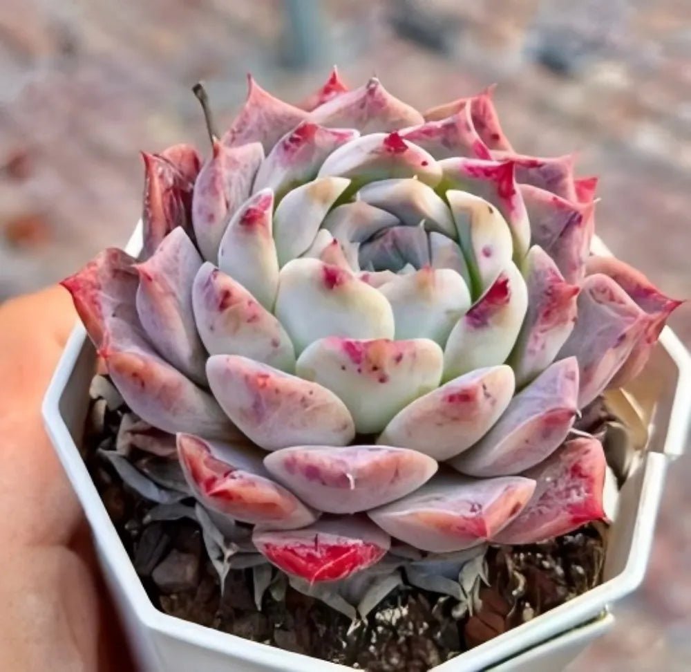 Echeveria Rock Candy rosette succulent in planter, pale green center with pink-red tips