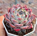 Echeveria Rock Candy rosette succulent in planter, pale green center with pink-red tips