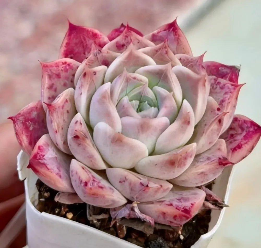 Echeveria Rock Candy rosette succulent with white and pink-red speckled leaves