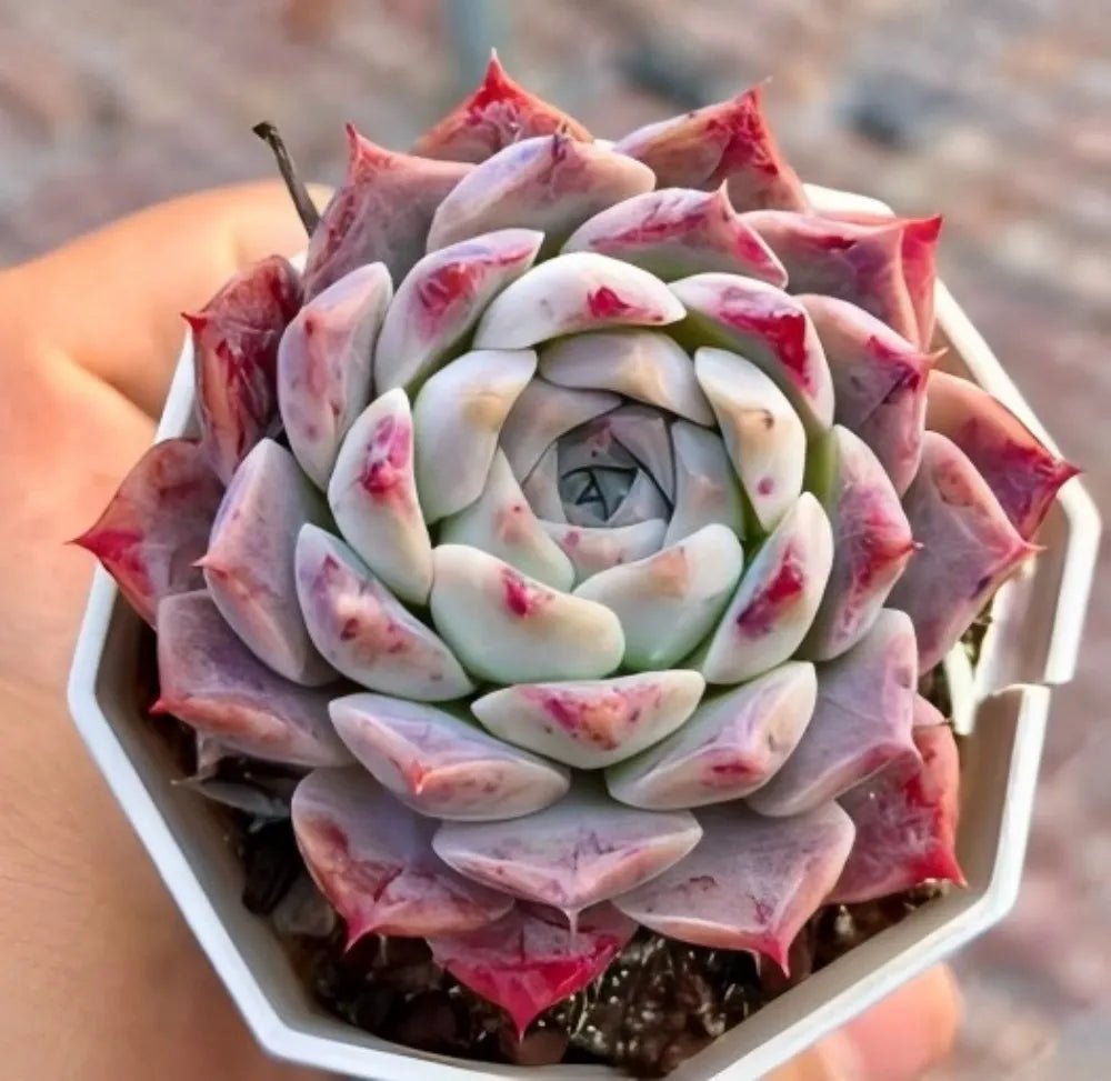 Echeveria Rock Candy rosette succulent with white leaves and pink-red speckles in tray