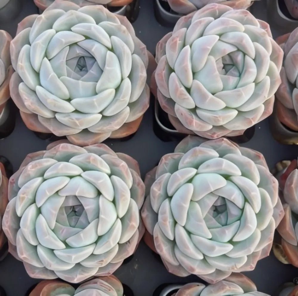 Echeveria Rosalia succulents, four pale mint rosettes with smooth white-green leaves