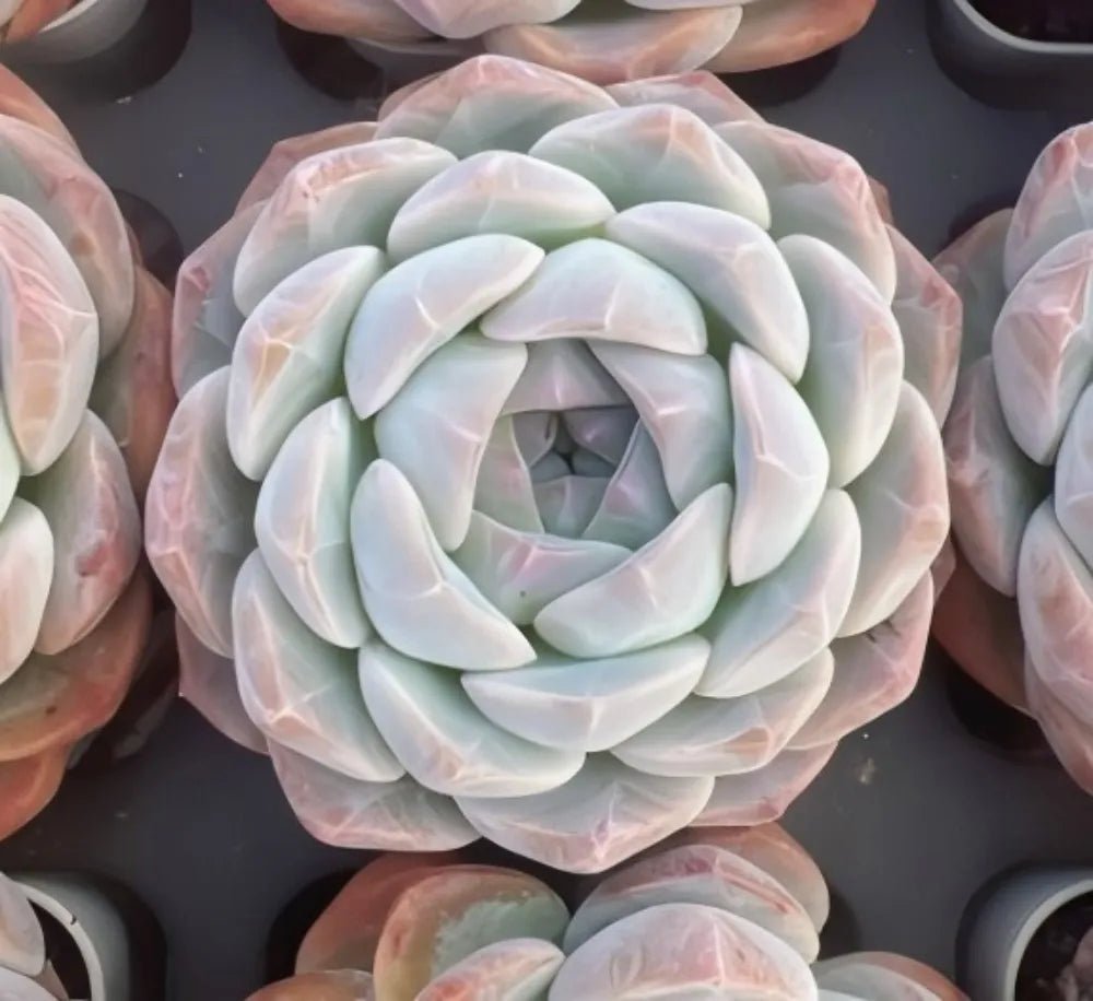 Echeveria Rosalia succulent, pale mint rosette with layered light-green leaves