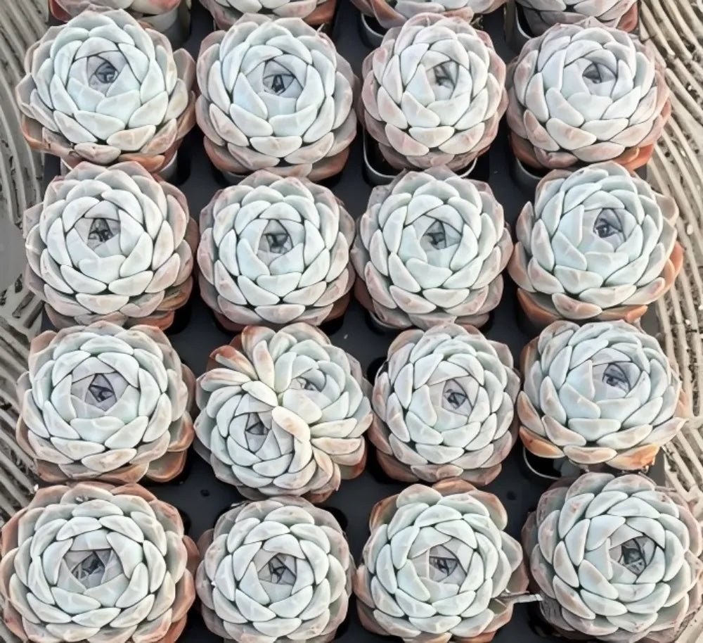 Echeveria Rosalia succulents, many pale mint rosette plants with layered mint leaves